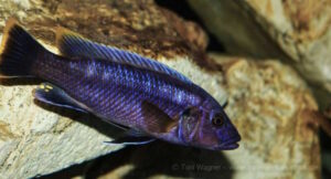 Melanochromis mpoto